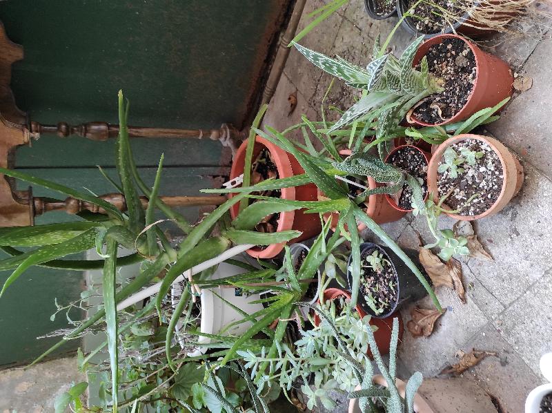 aloe.jpg